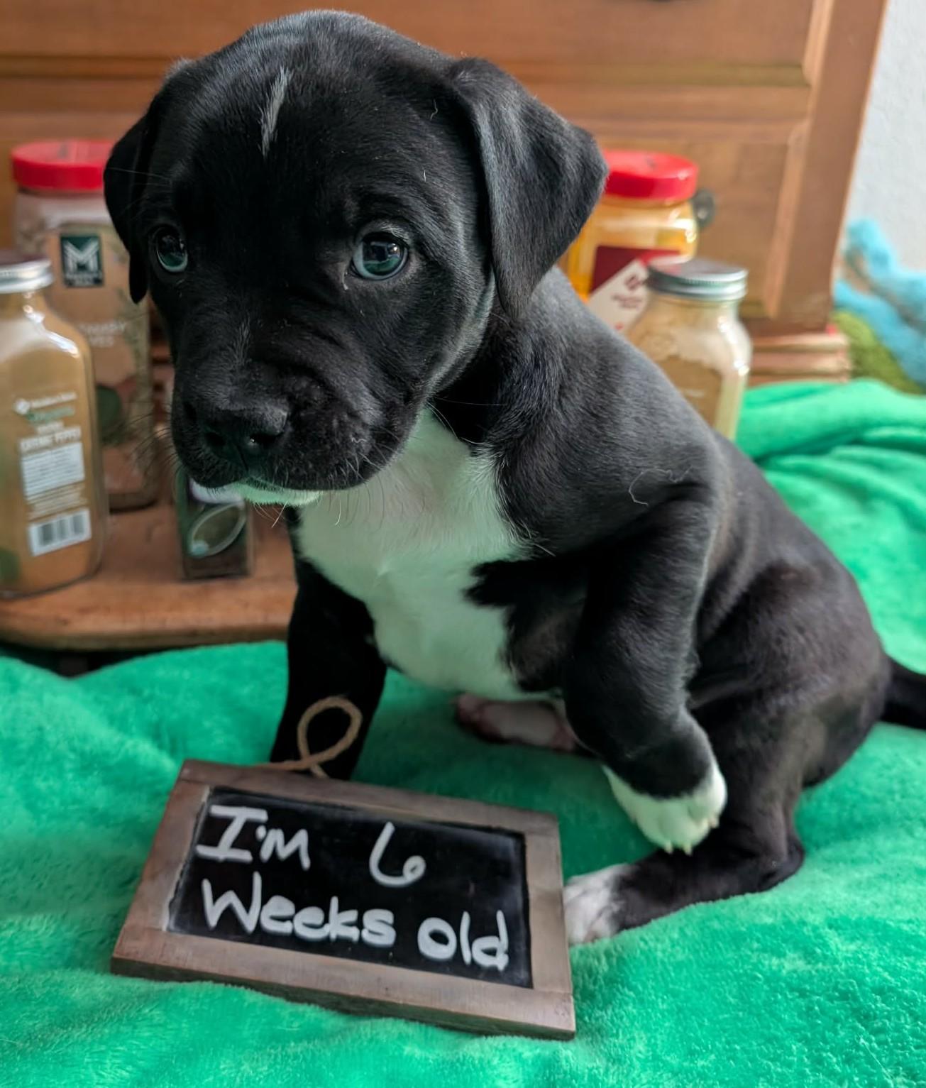 Enlarge Sassafras, a ADOPTABLE mixed breed in Kiowa, OK image 5/6