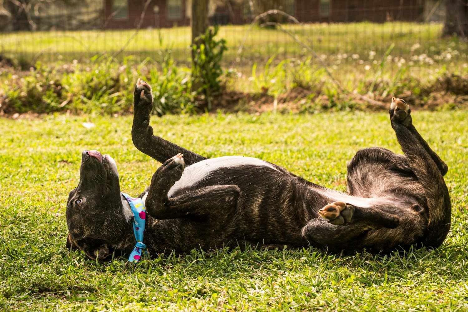 Lilac, a Adoptable American Staffordshire Terrier in Seattle, WA image 3/6