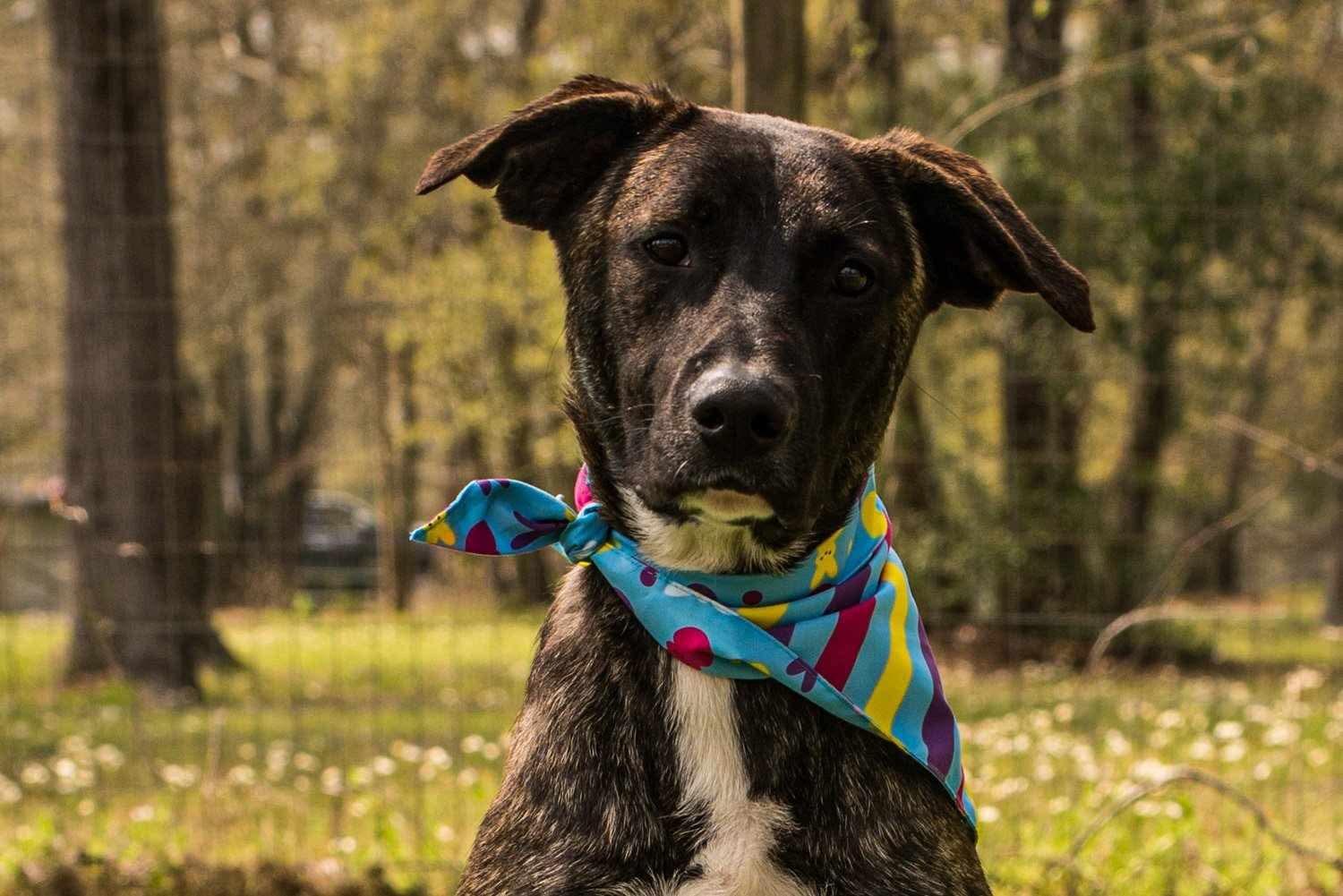 Lilac, Adoptable, Puppy Female American Staffordshire Terrier.