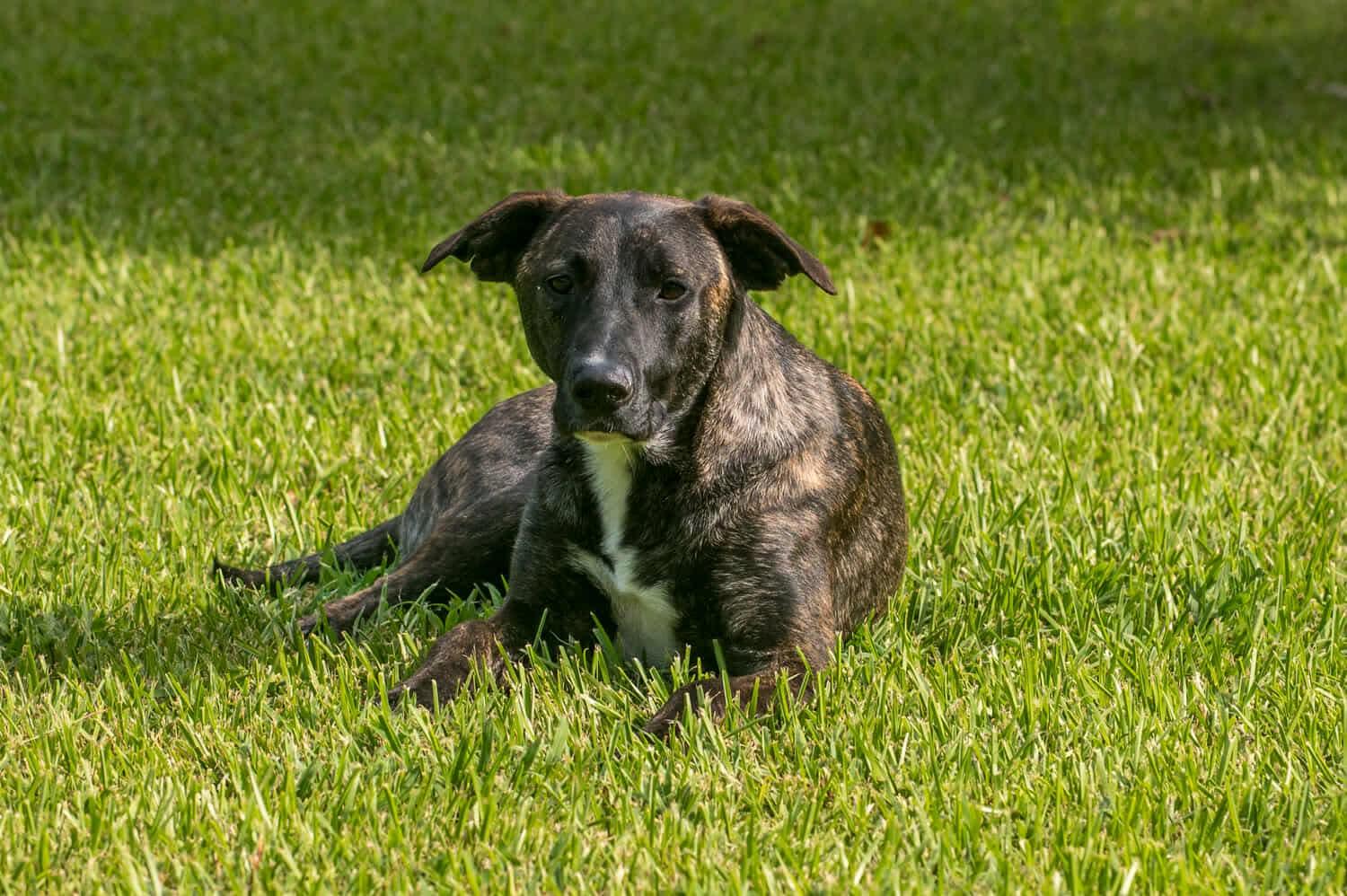 Lilac, a Adoptable American Staffordshire Terrier in Seattle, WA image 5/6
