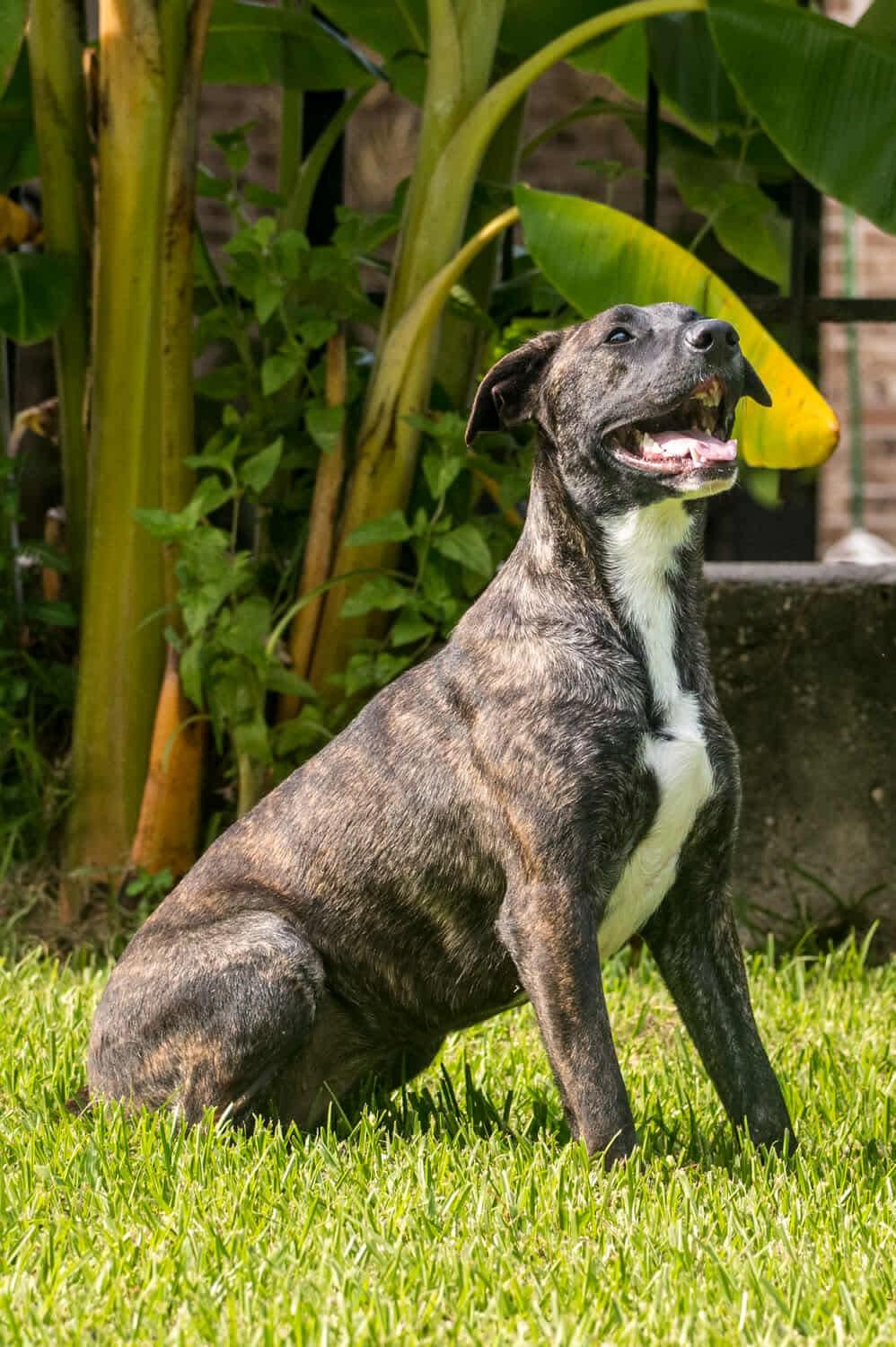 Lilac, a Adoptable American Staffordshire Terrier in Seattle, WA image 6/6