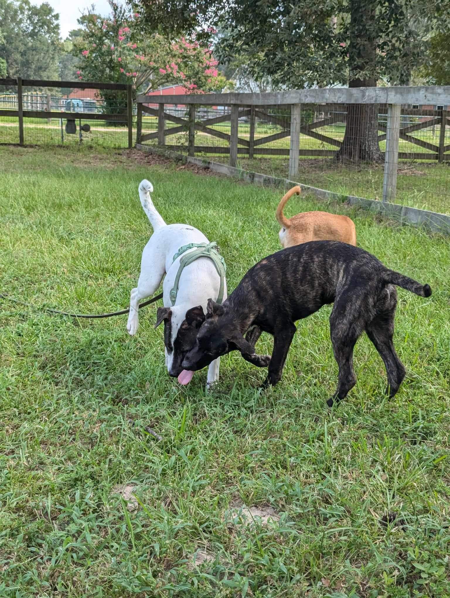 Lilac, a Adoptable American Staffordshire Terrier in Seattle, WA image 4/6