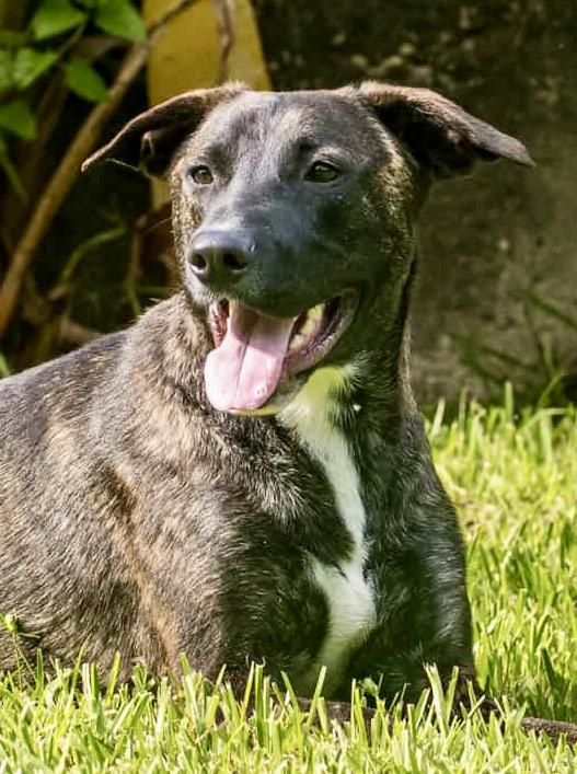 Lilac, a Adoptable American Staffordshire Terrier in Seattle, WA image 1/6