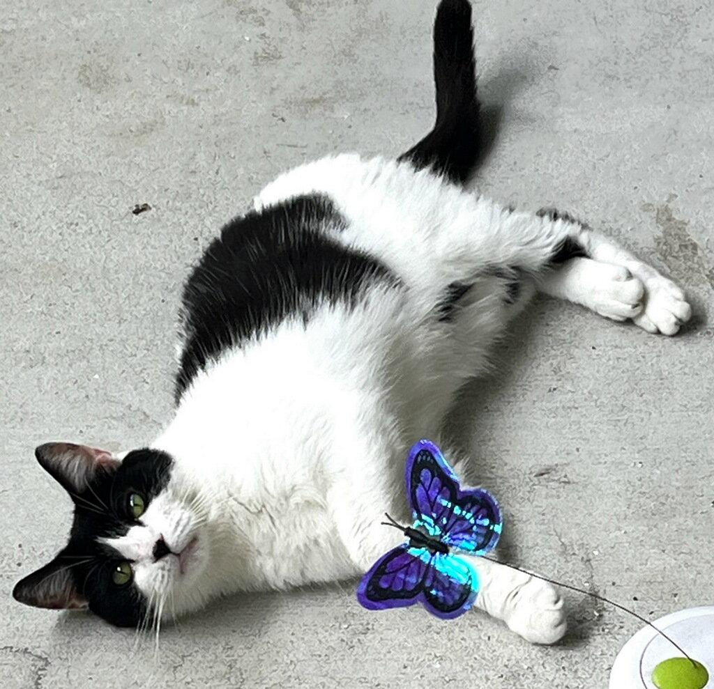 Cookie, Adoptable, Adult Female Domestic Short Hair.