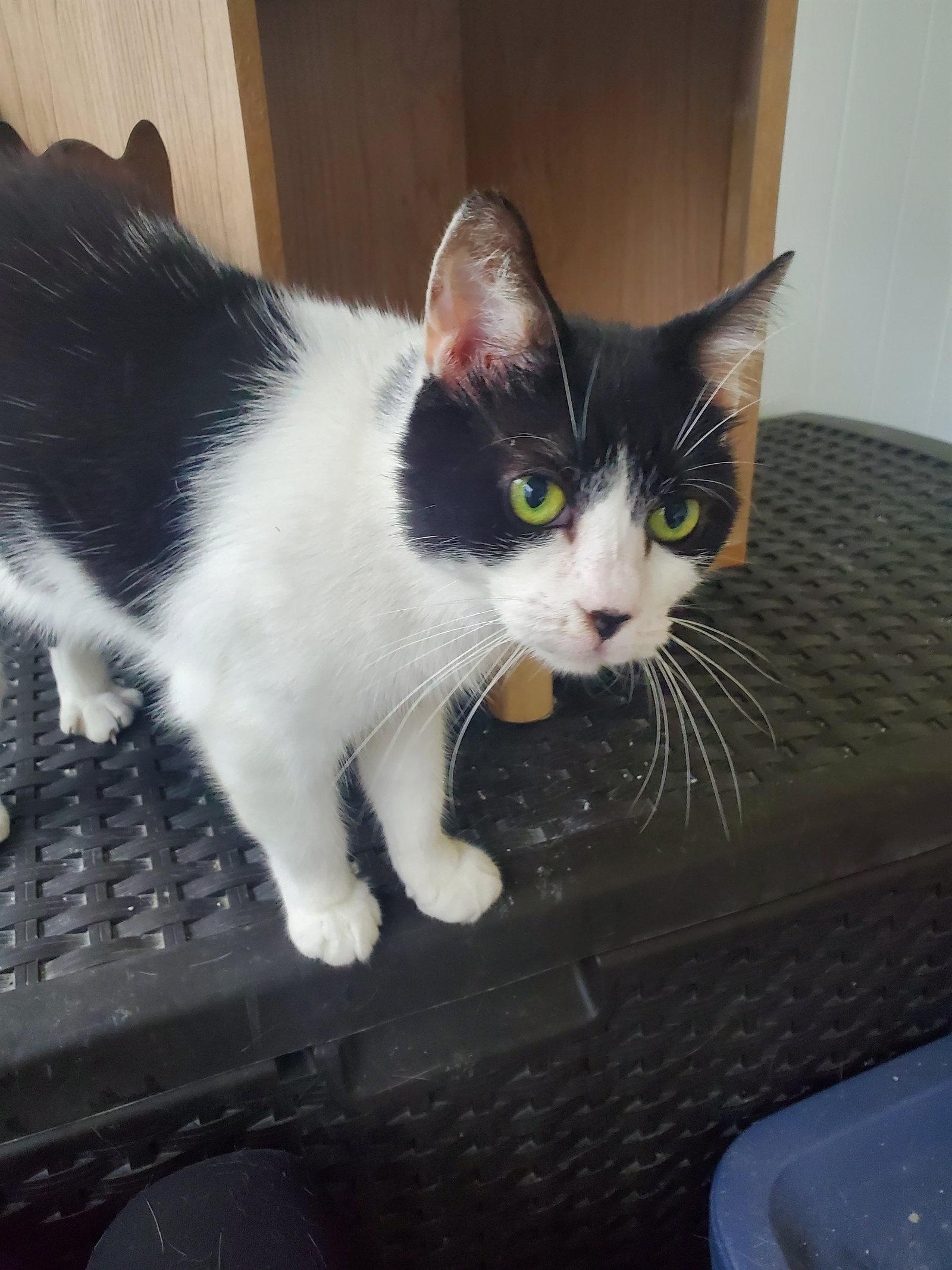 Enlarge Cookie, a Adoptable Domestic Short Hair in Plantation, FL image 2/3