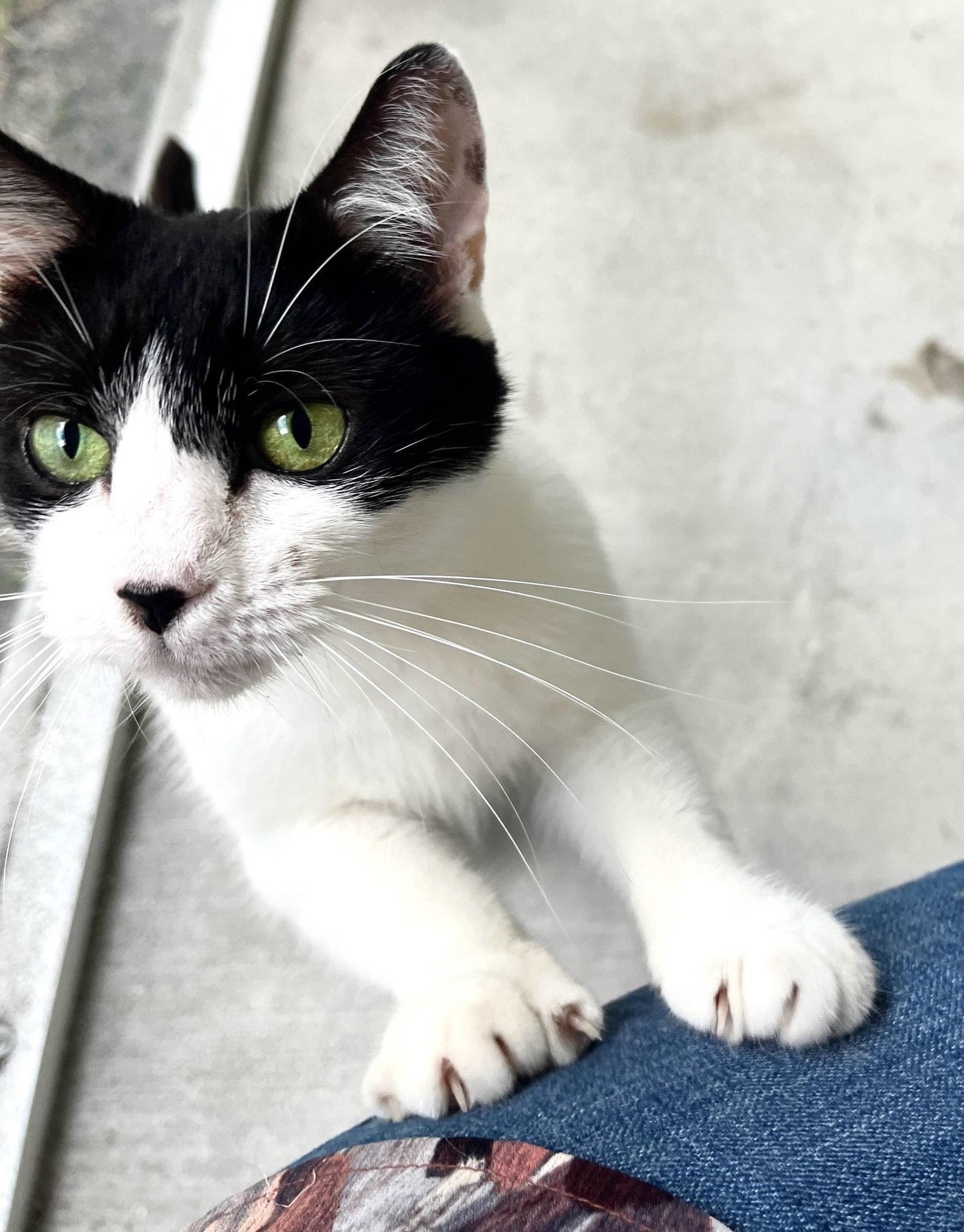 Enlarge Cookie, a Adoptable Domestic Short Hair in Plantation, FL image 3/3