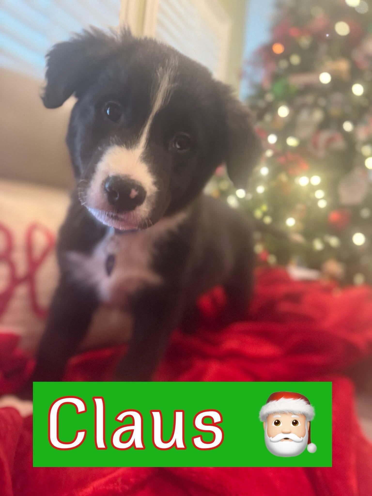Claus