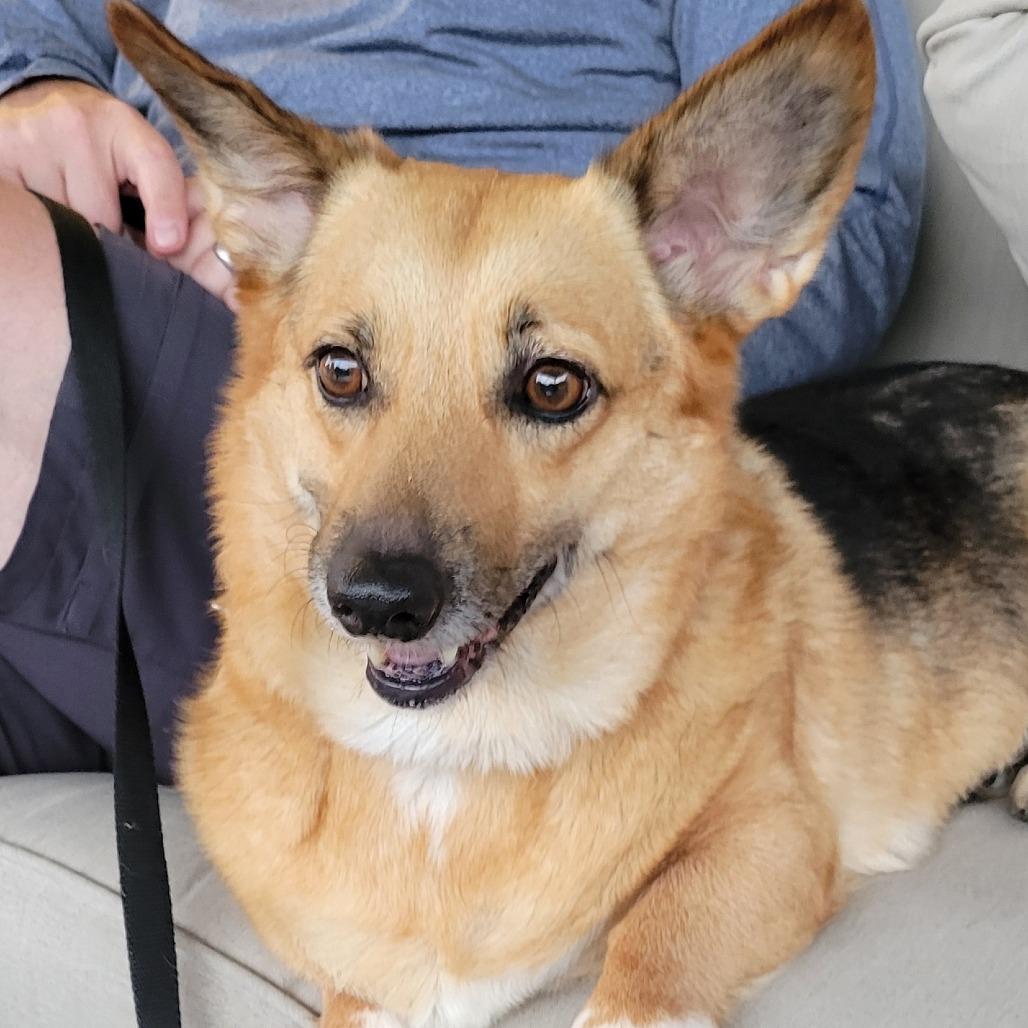 Enlarge Freya, a Adoptable Corgi in Sinking Spring, PA image 1/4