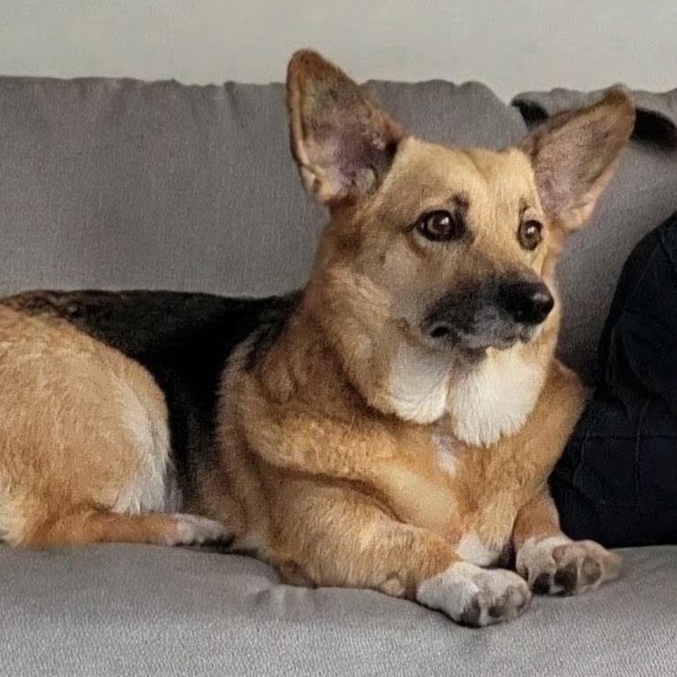 Enlarge Freya, a Adoptable Corgi in Sinking Spring, PA image 2/4