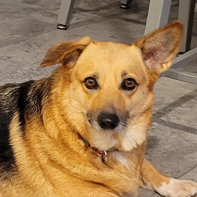 Enlarge Freya, a Adoptable Corgi in Sinking Spring, PA image 3/4