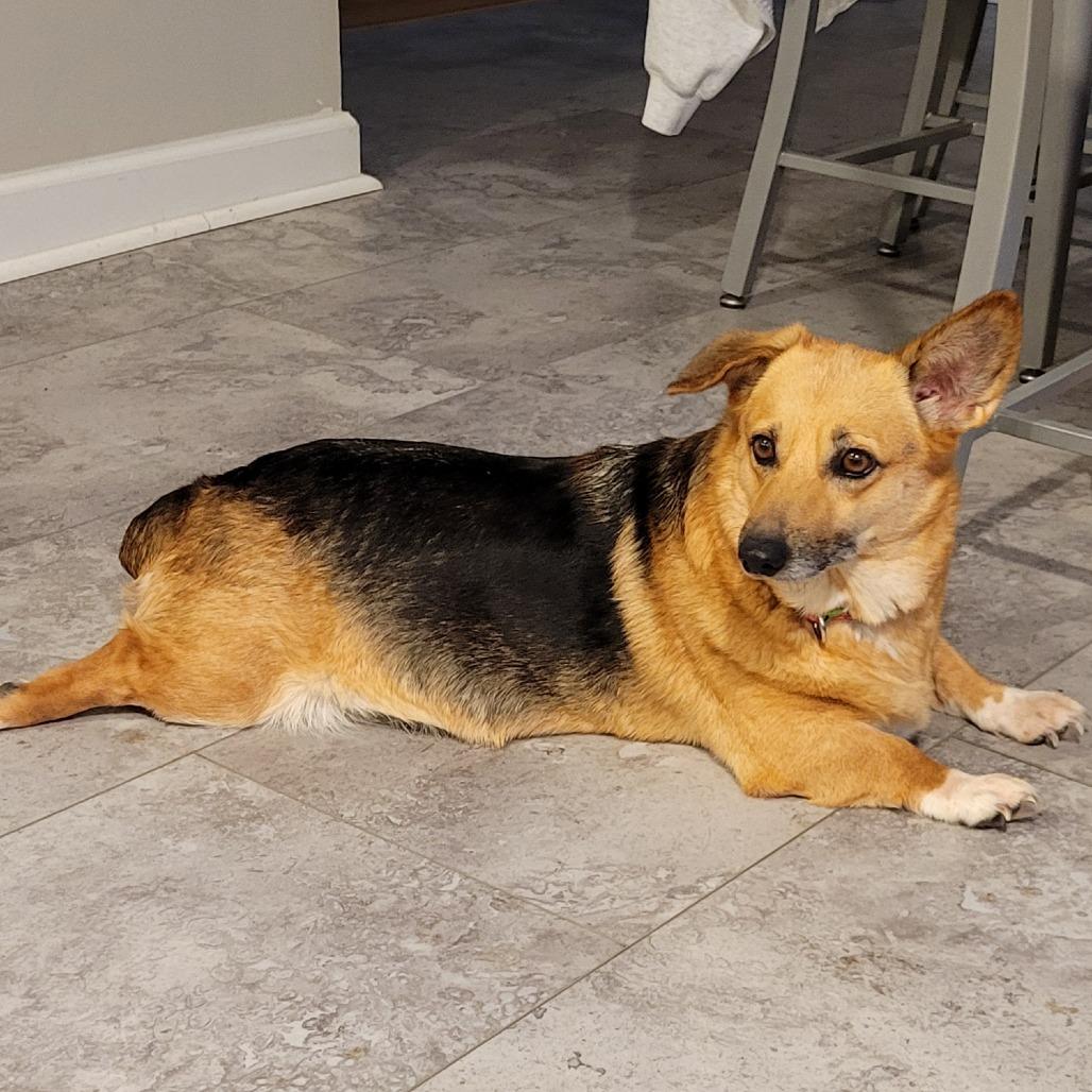 Enlarge Freya, a Adoptable Corgi in Sinking Spring, PA image 4/4
