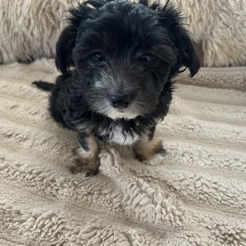Sawyer, adopted, Puppy Male Yorkshire Terrier.