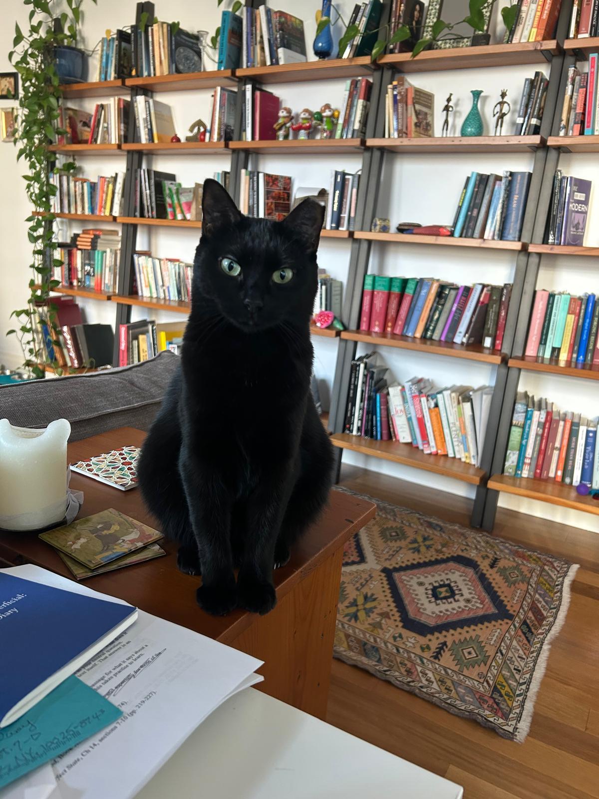 Michaela, an adopted Domestic Short Hair in New York, NY image 3/3