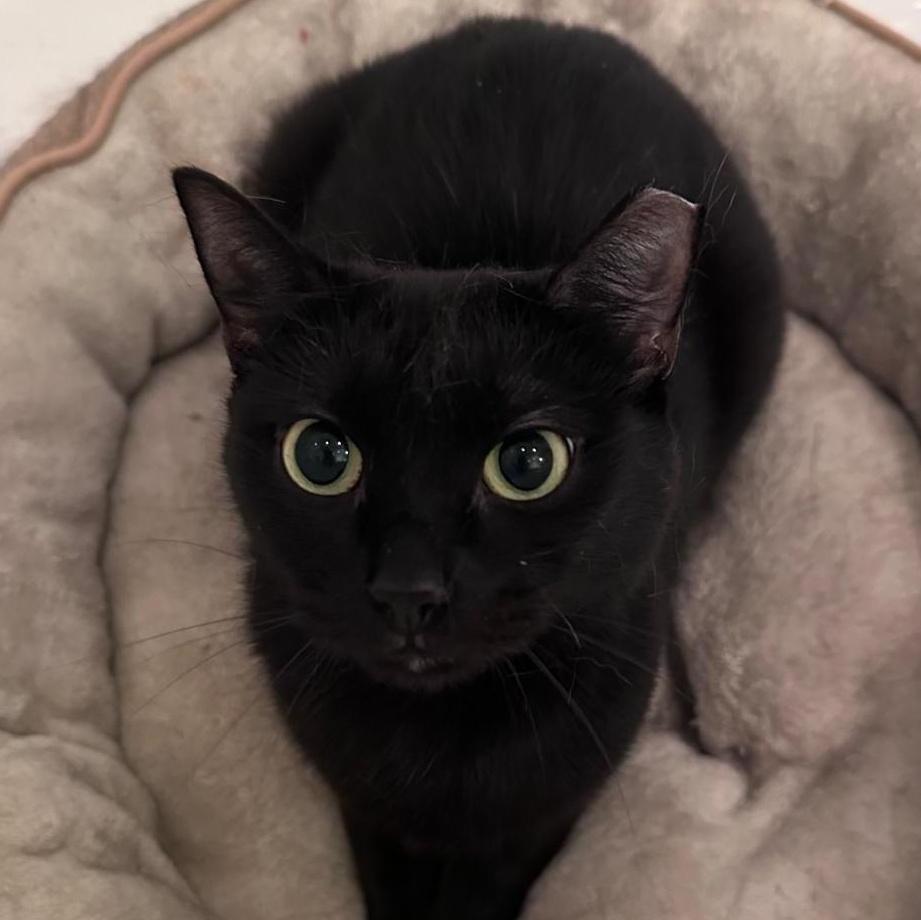 Michaela, an adopted Domestic Short Hair in New York, NY image 2/3