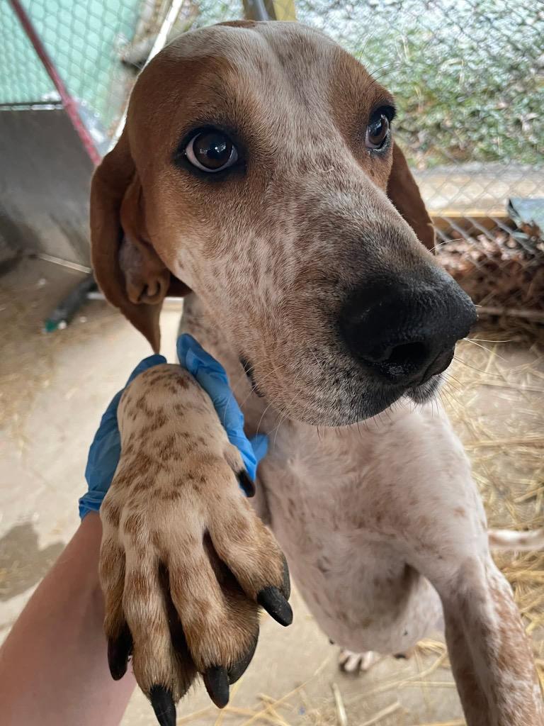Donnie, Adoptable, Senior Male Redbone Coonhound.