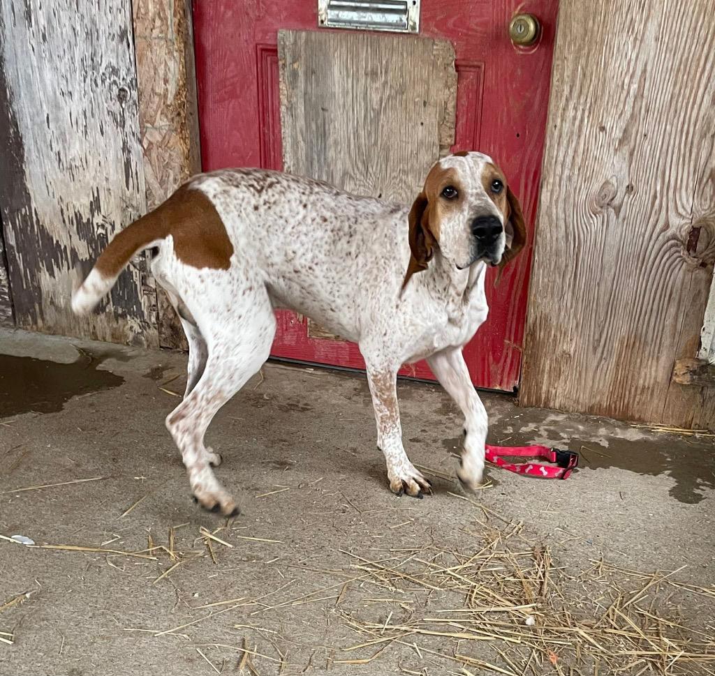 Enlarge Donnie, a Adoptable mixed breed in Parsons, WV image 2/6