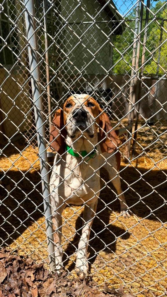 Enlarge Donnie, a Adoptable mixed breed in Parsons, WV image 3/6