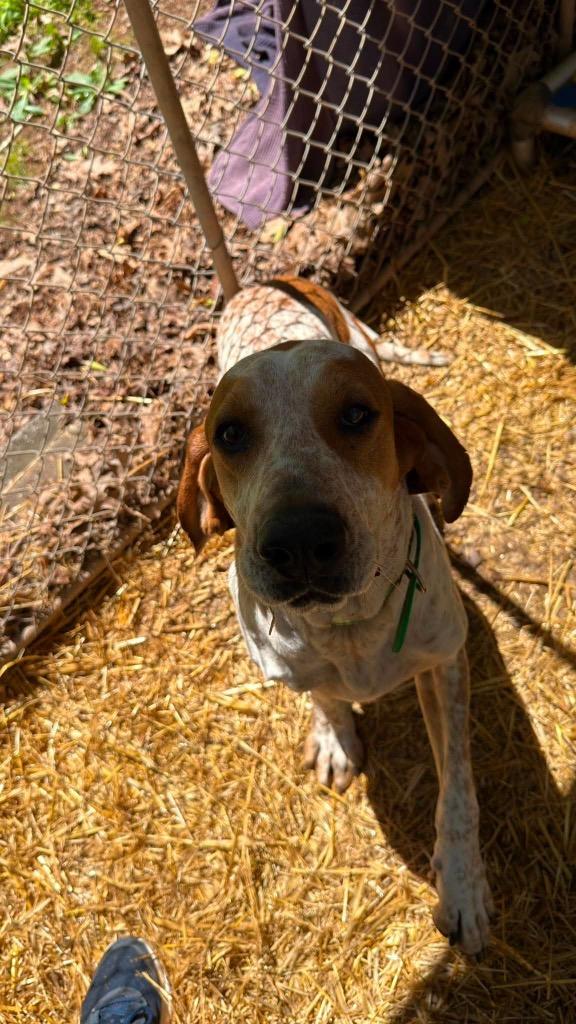 Enlarge Donnie, a Adoptable mixed breed in Parsons, WV image 5/6