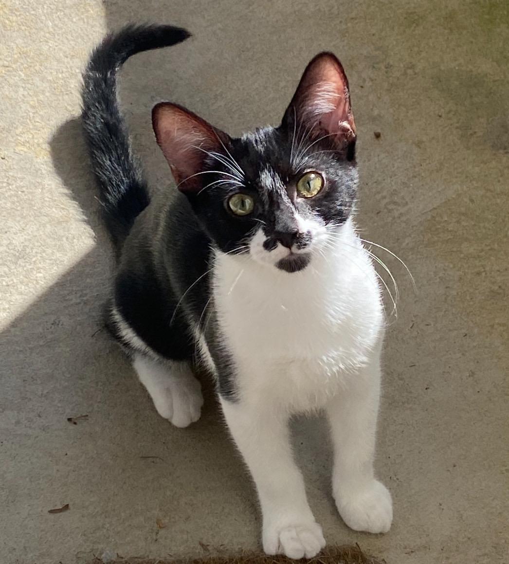 Lily, Adopted, Kitten Female Domestic Short Hair.