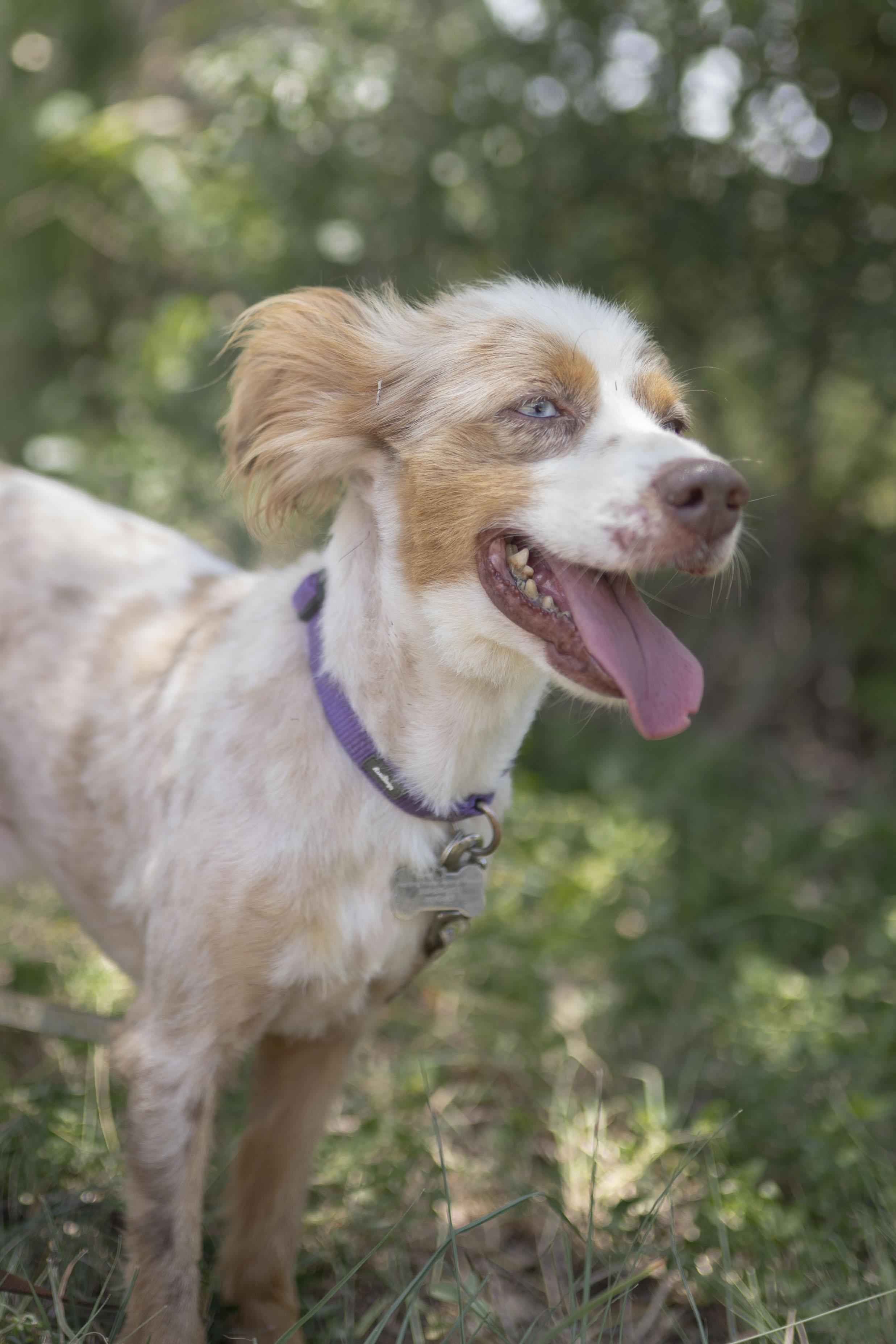 Enlarge Franklin, a Adoptable Australian Shepherd in Driftwood, TX image 4/6