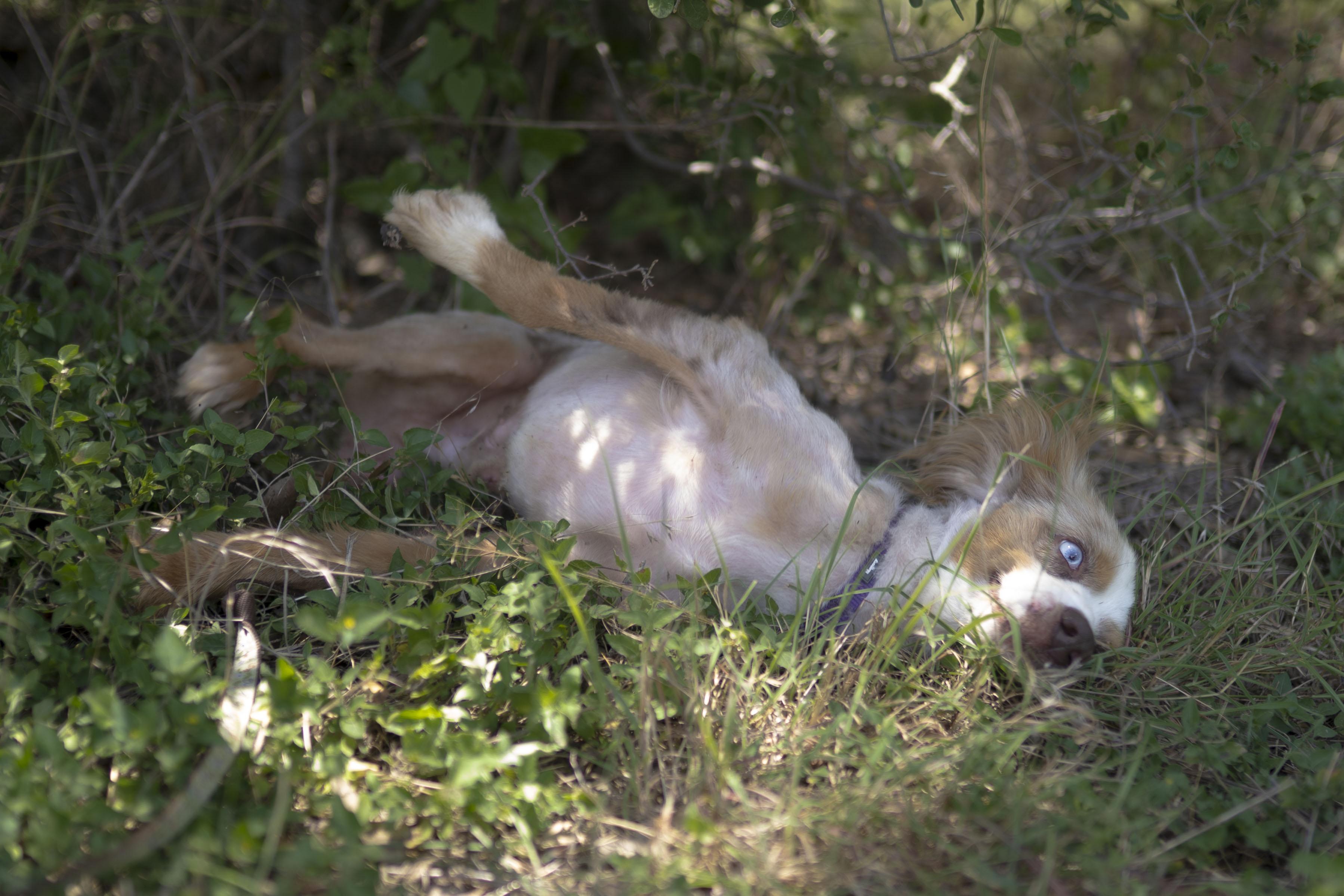 Enlarge Franklin, a Adoptable Australian Shepherd in Driftwood, TX image 5/6