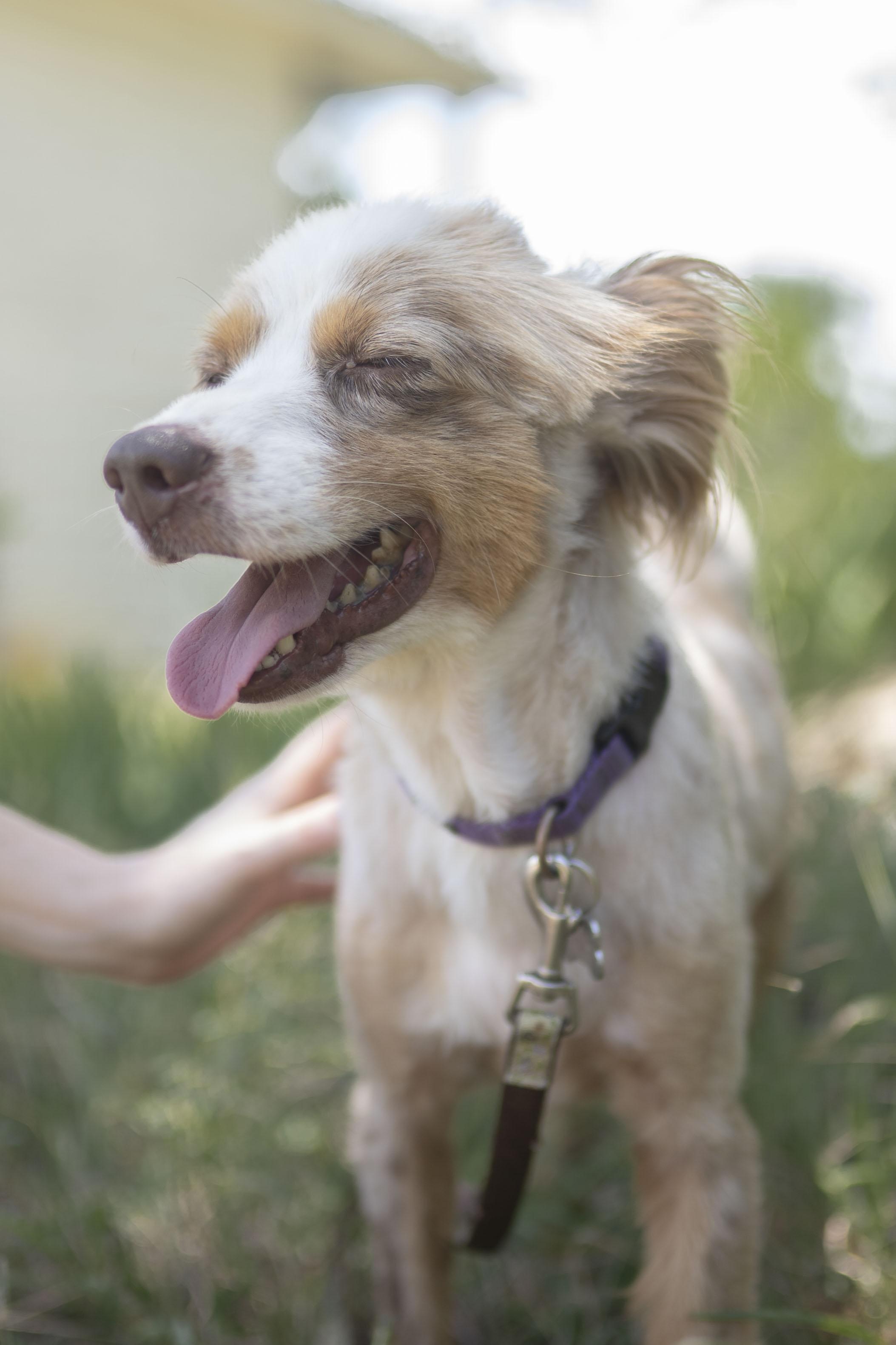 Enlarge Franklin, a Adoptable Australian Shepherd in Driftwood, TX image 6/6