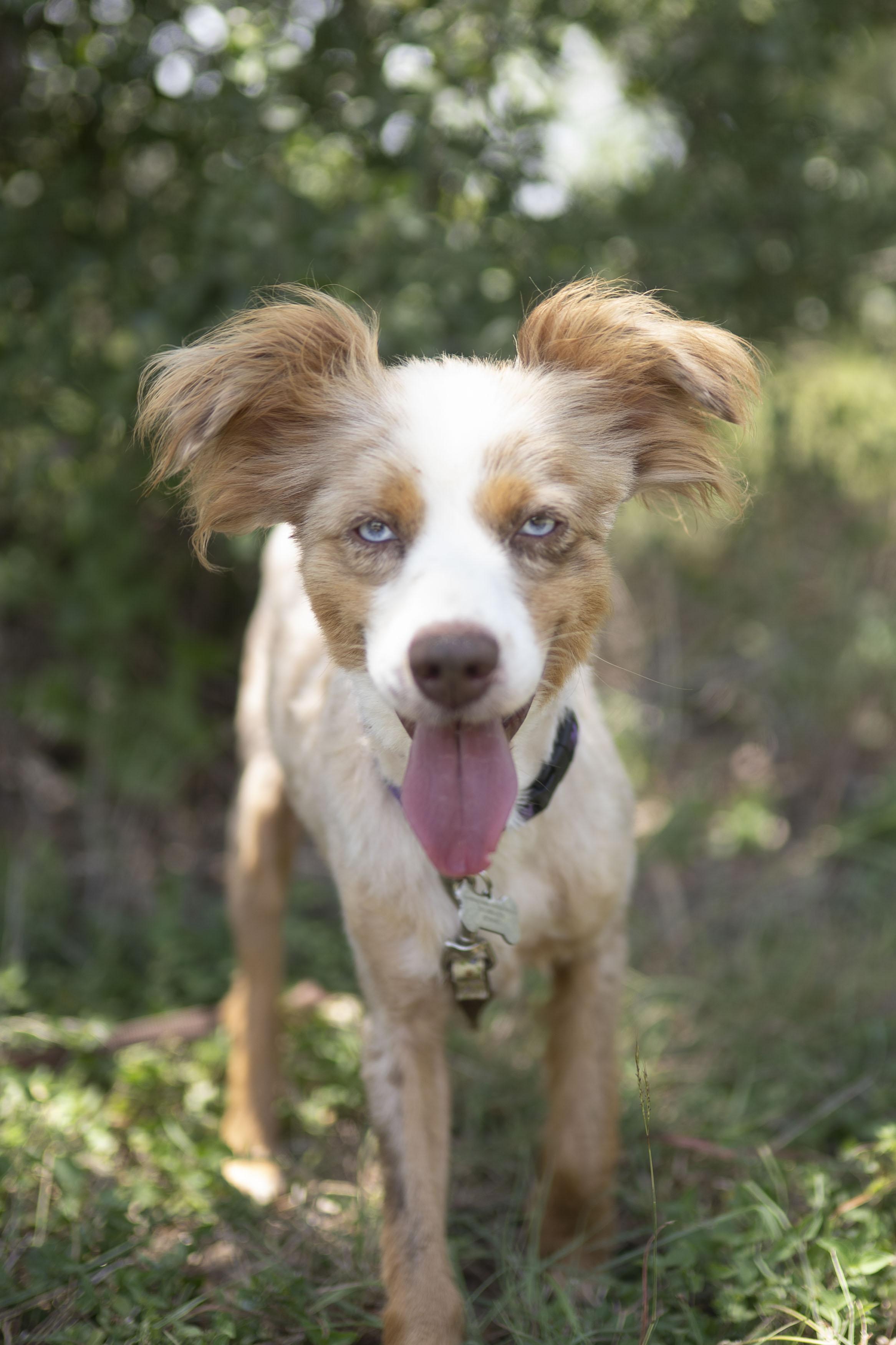 Enlarge Franklin, a Adoptable Australian Shepherd in Driftwood, TX image 2/6