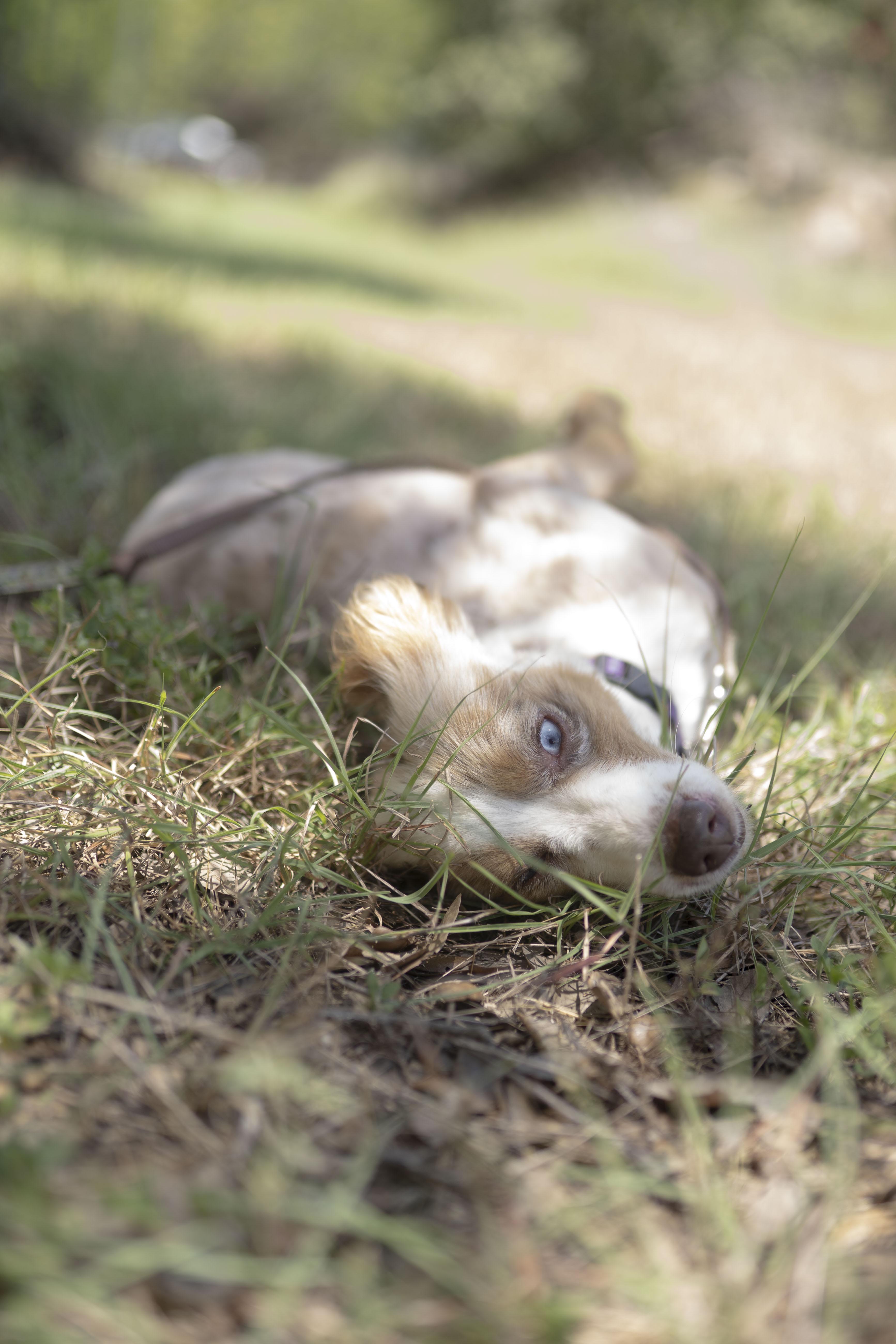 Enlarge Franklin, a Adoptable Australian Shepherd in Driftwood, TX image 3/6