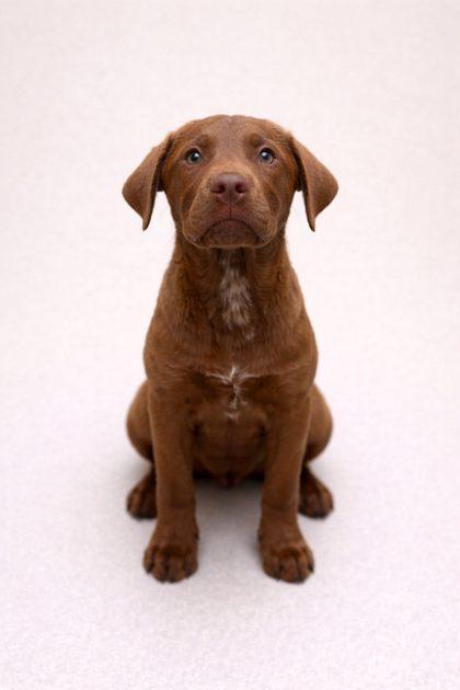 Spruce, Adoptable, Puppy Male Labrador Retriever & Mixed Breed.