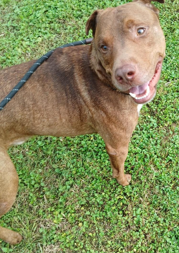 Marley - super sweet companion !! (BC-3502291) photo 3