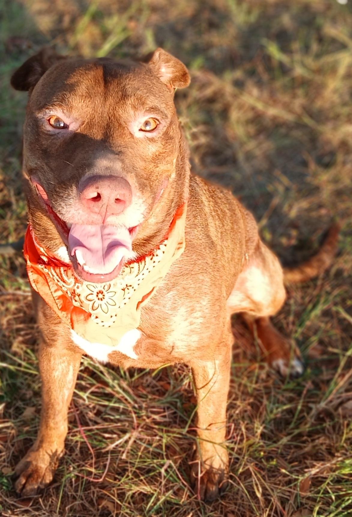 Marley - super sweet companion !! (BC-3502291)