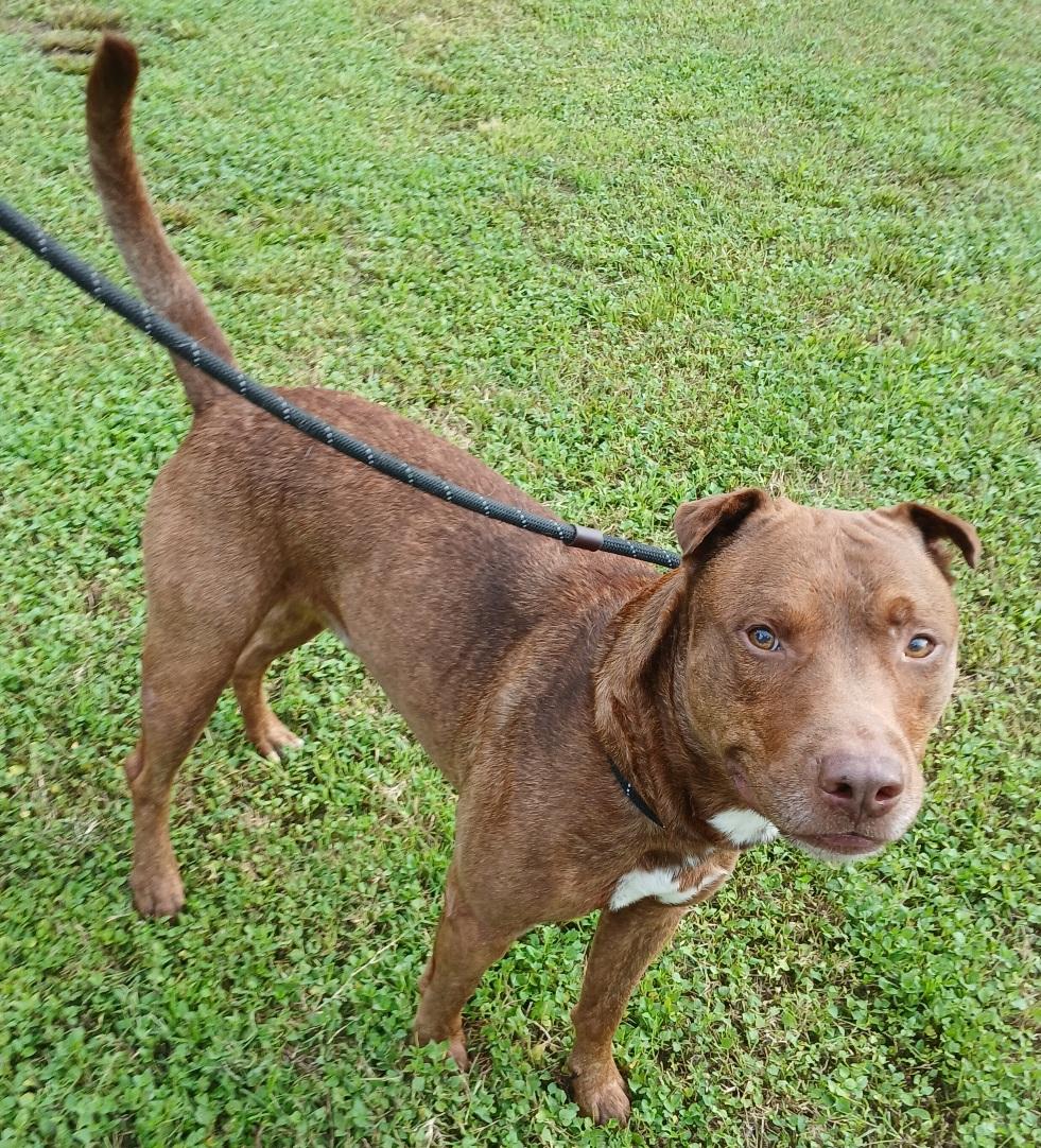 Marley - super sweet companion !! (BC-3502291) photo 2