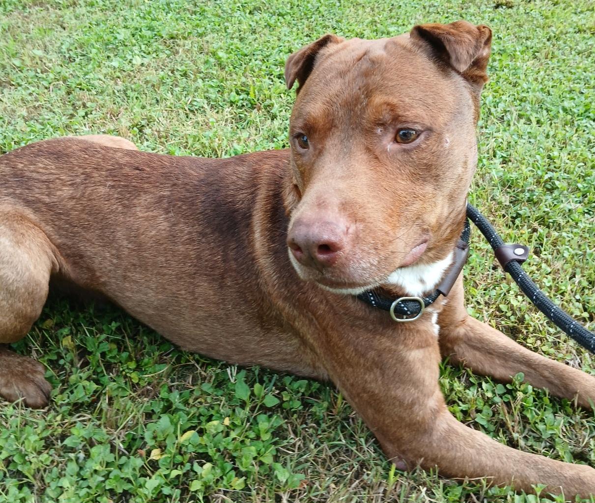 Marley - super sweet companion !! (BC-3502291) photo 4