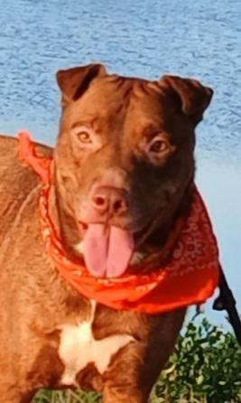 Marley - super sweet companion !! (BC-3502291)