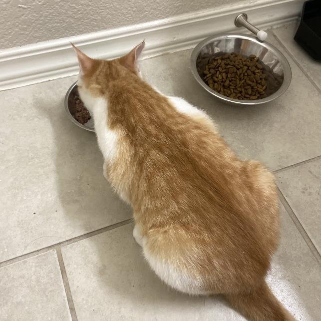 Bonnie — thumbnail 2