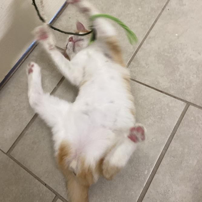 Bonnie — thumbnail 4