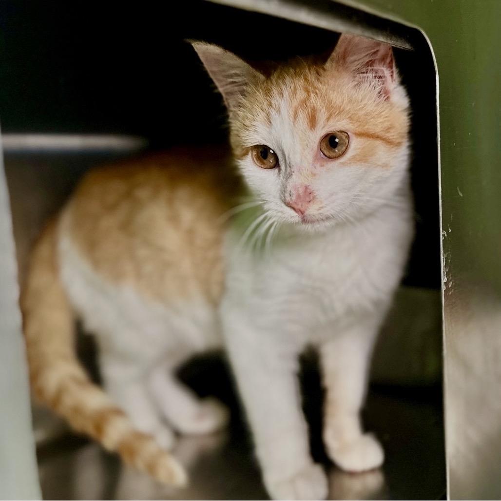 Bonnie — thumbnail 6