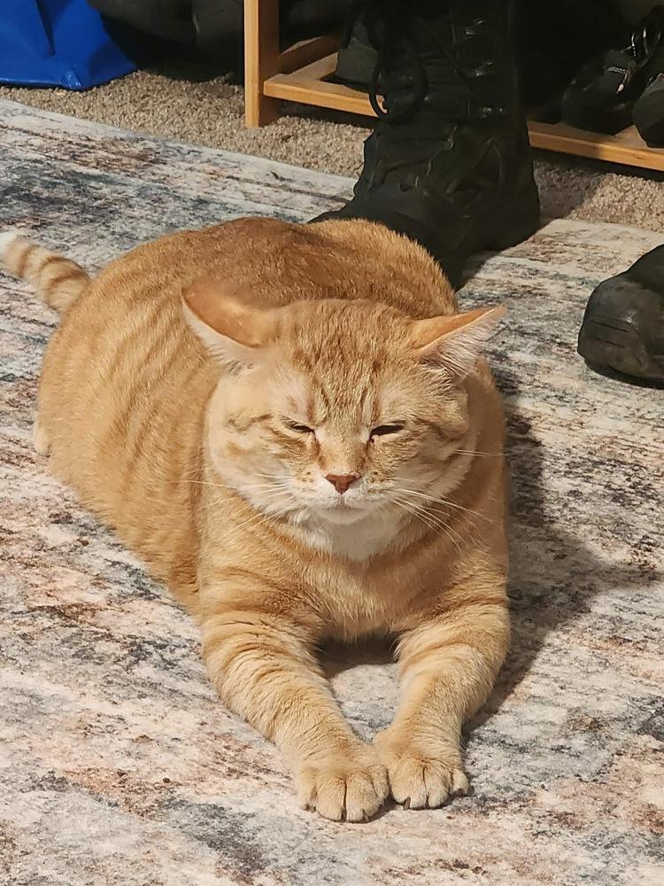 Bowie, Adoptable, Adult Male Domestic Short Hair & British Shorthair.