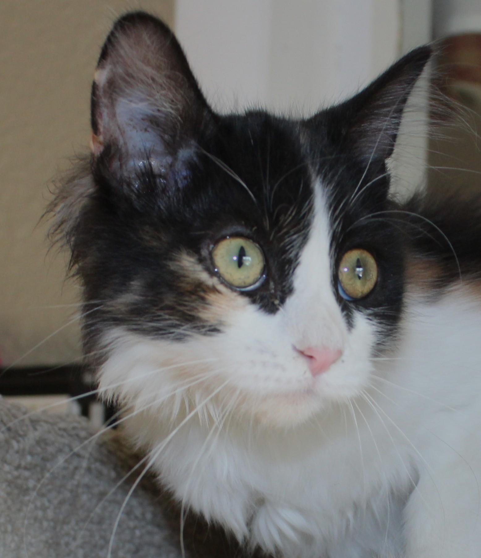 Enlarge Cannoli, a Adoptable Domestic Medium Hair in Huron, SD image 1/5
