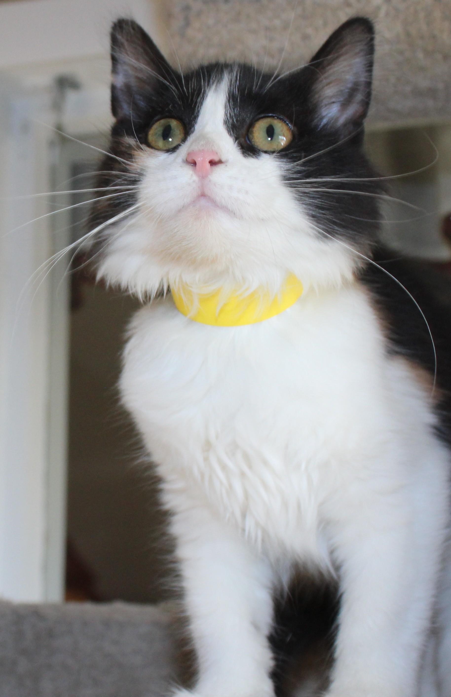 Cannoli, an adoptable Domestic Medium Hair in Huron, SD, 57350 | Photo Image 3