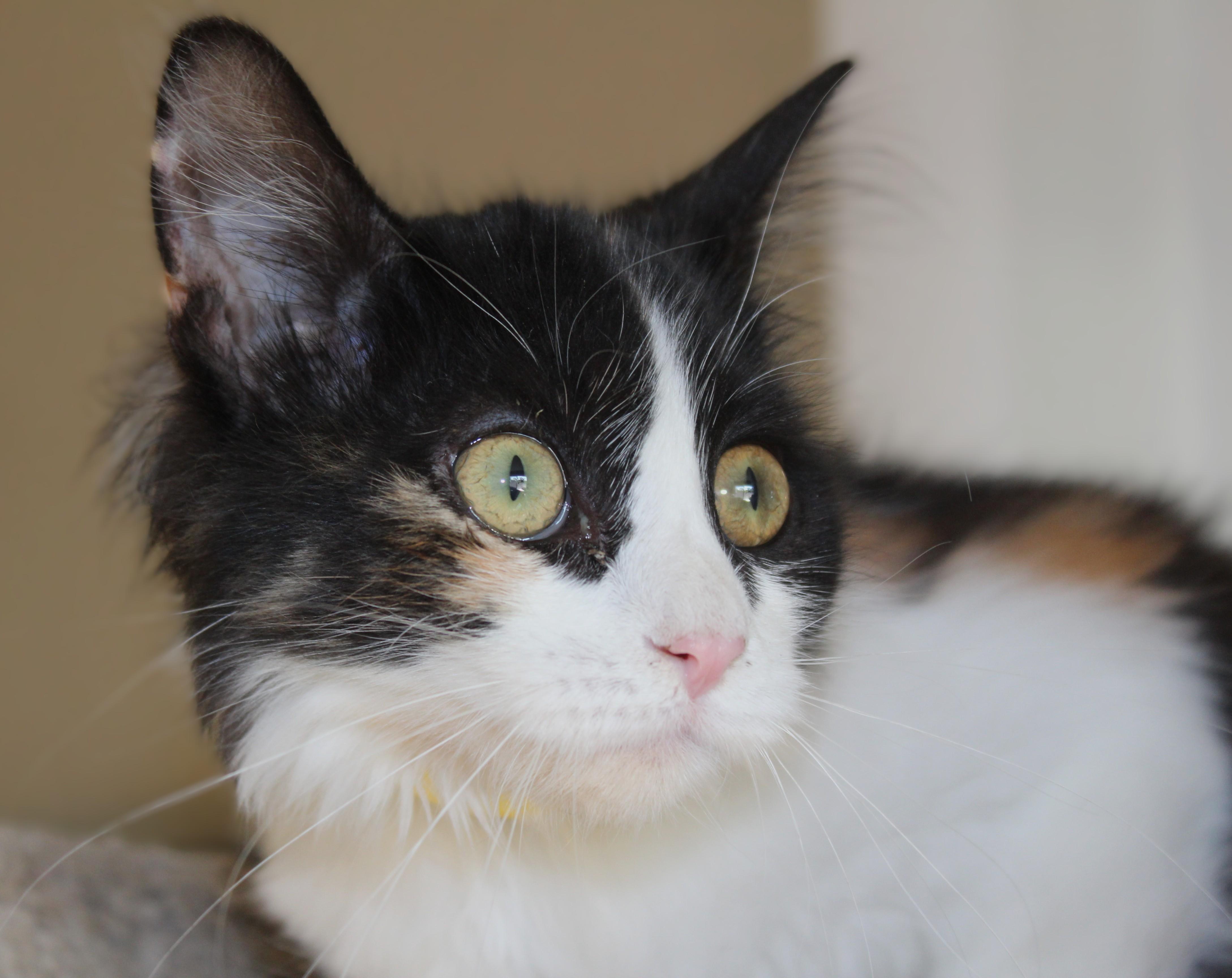 Cannoli, an adoptable Domestic Medium Hair in Huron, SD, 57350 | Photo Image 4