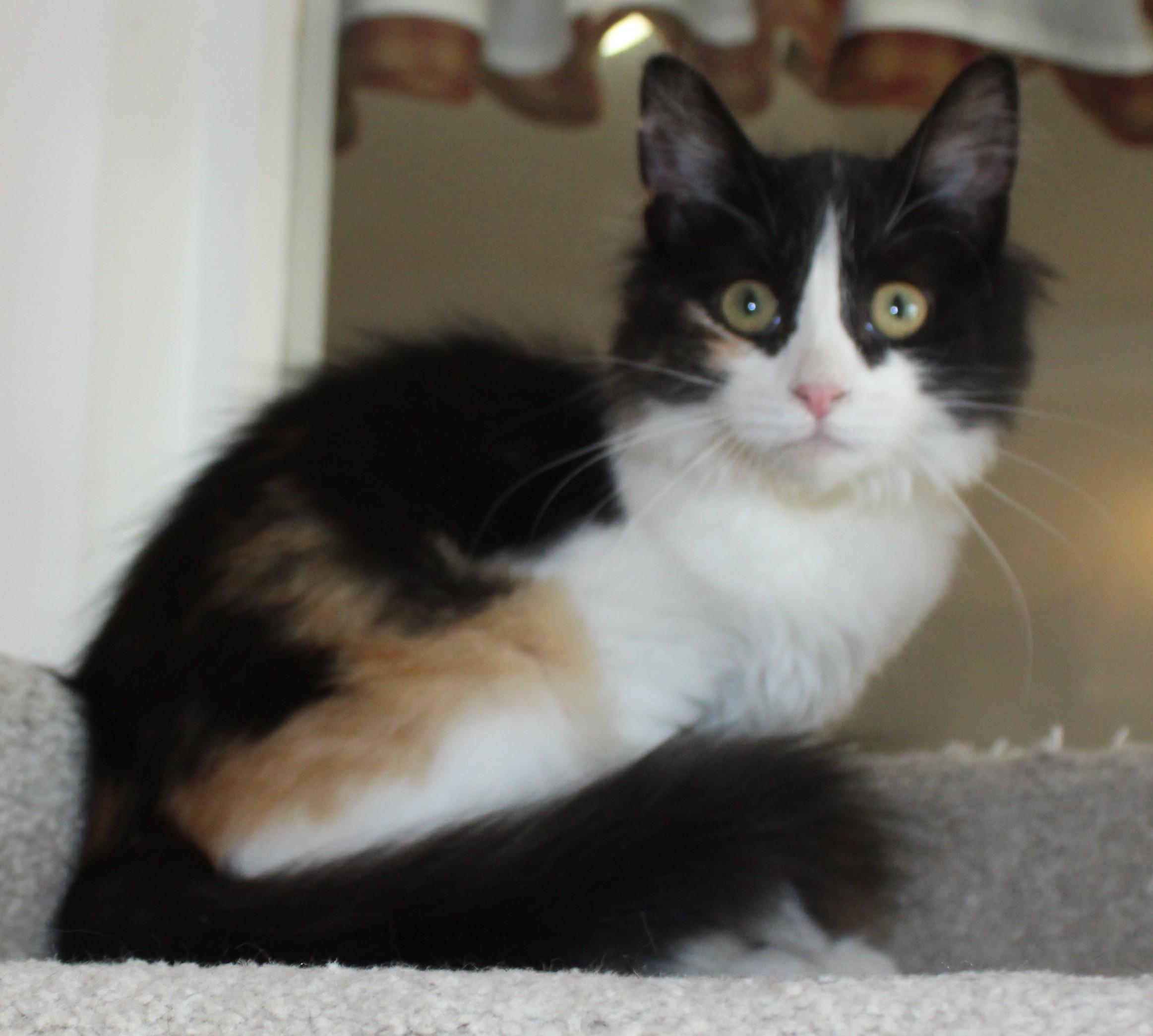 Enlarge Cannoli, a Adoptable Domestic Medium Hair in Huron, SD image 4/5
