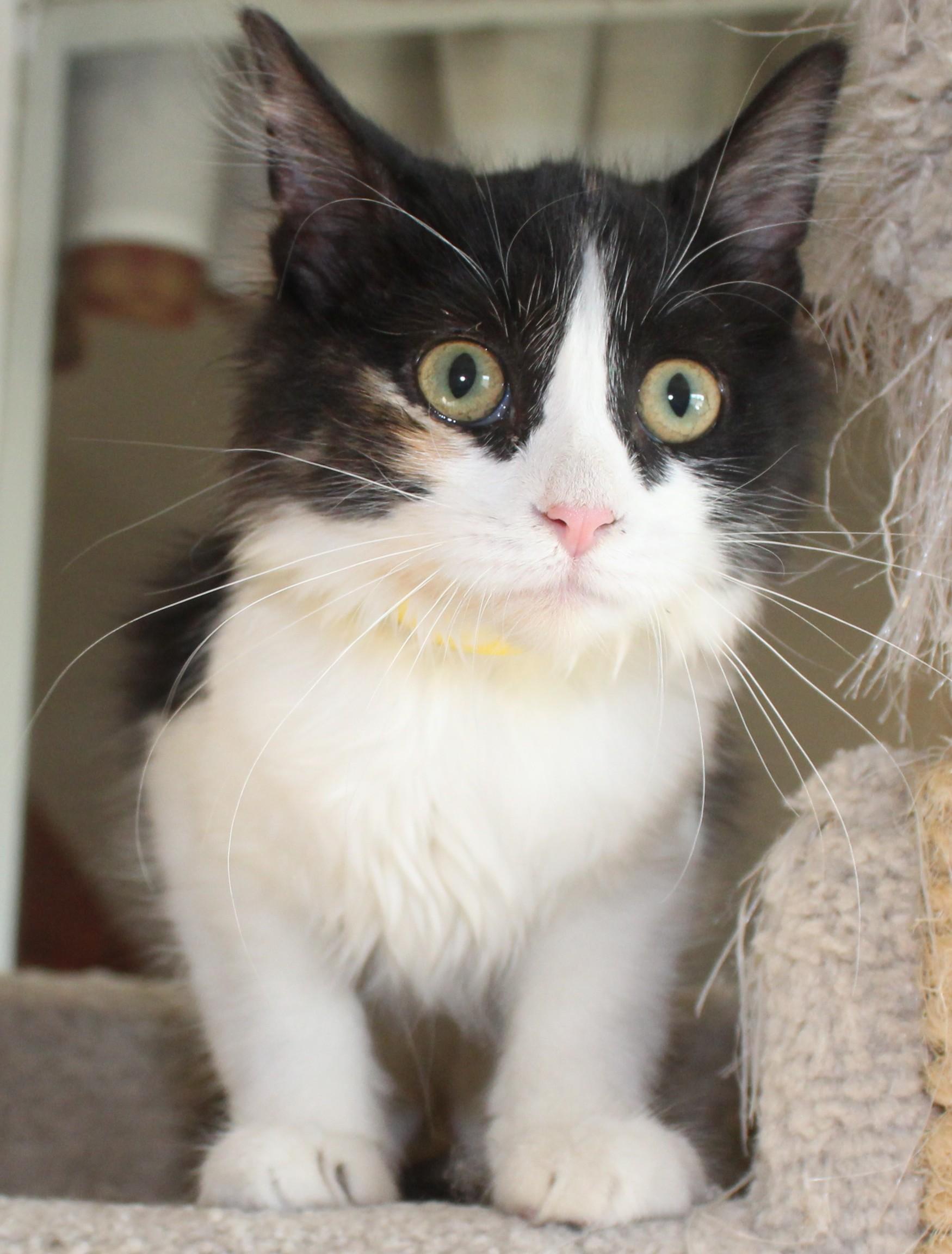 Enlarge Cannoli, a Adoptable Domestic Medium Hair in Huron, SD image 5/5