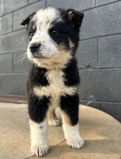 Jellyfish, Adoptable, Puppy Female Australian Cattle Dog / Blue Heeler & Mixed Breed.