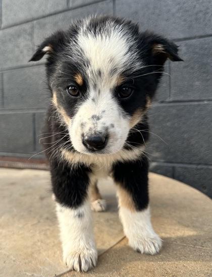 Enlarge Jellyfish, a Adoptable mixed breed in Wilkesboro, NC image 2/3