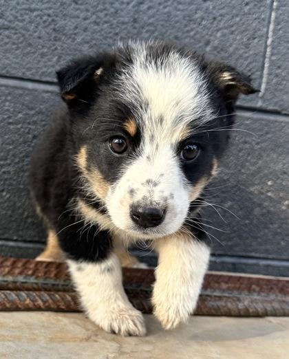 Enlarge Jellyfish, a Adoptable mixed breed in Wilkesboro, NC image 3/3