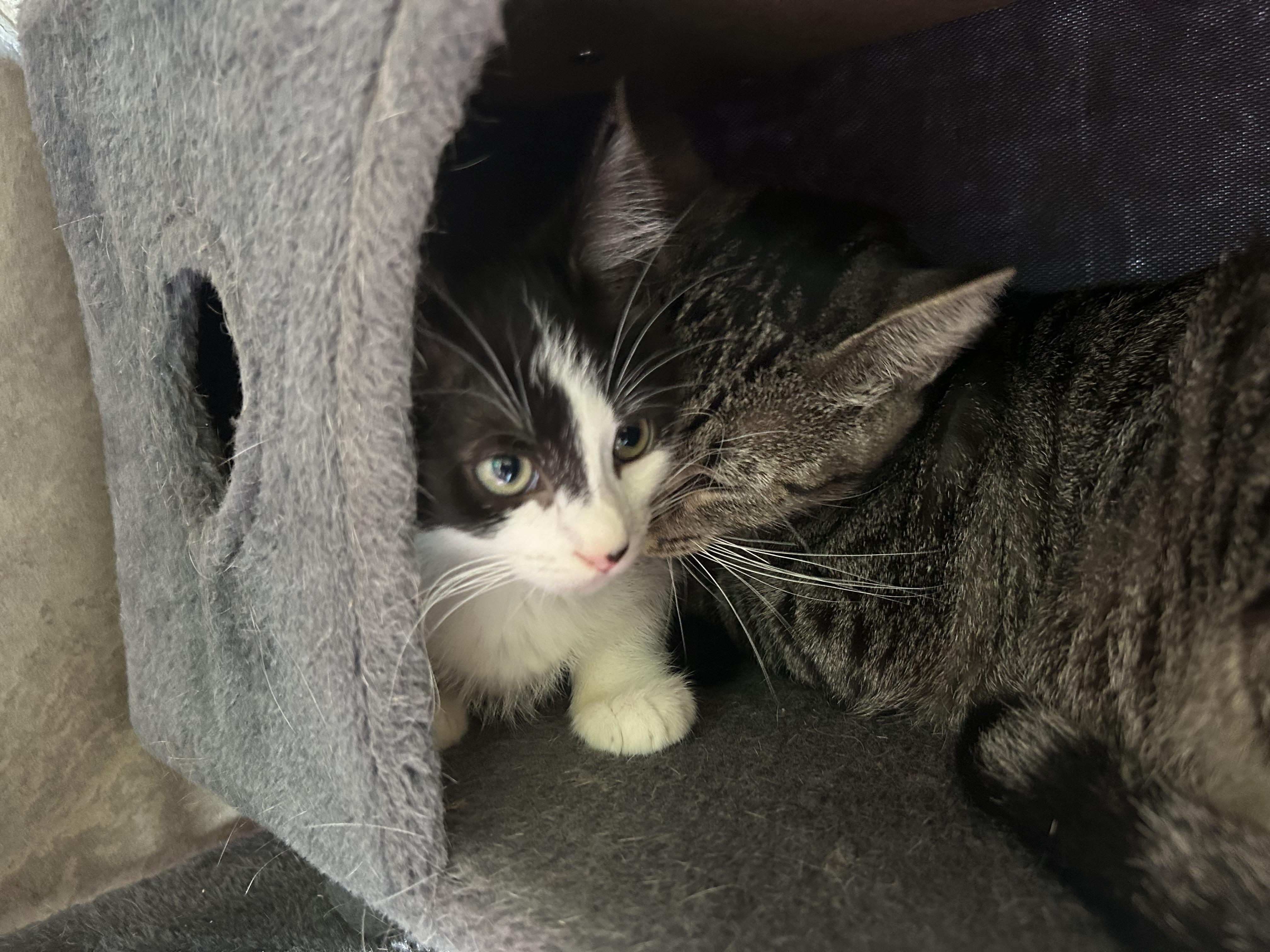 Enlarge Mocha, a Adopted American Shorthair in Seguin, TX image 2/6