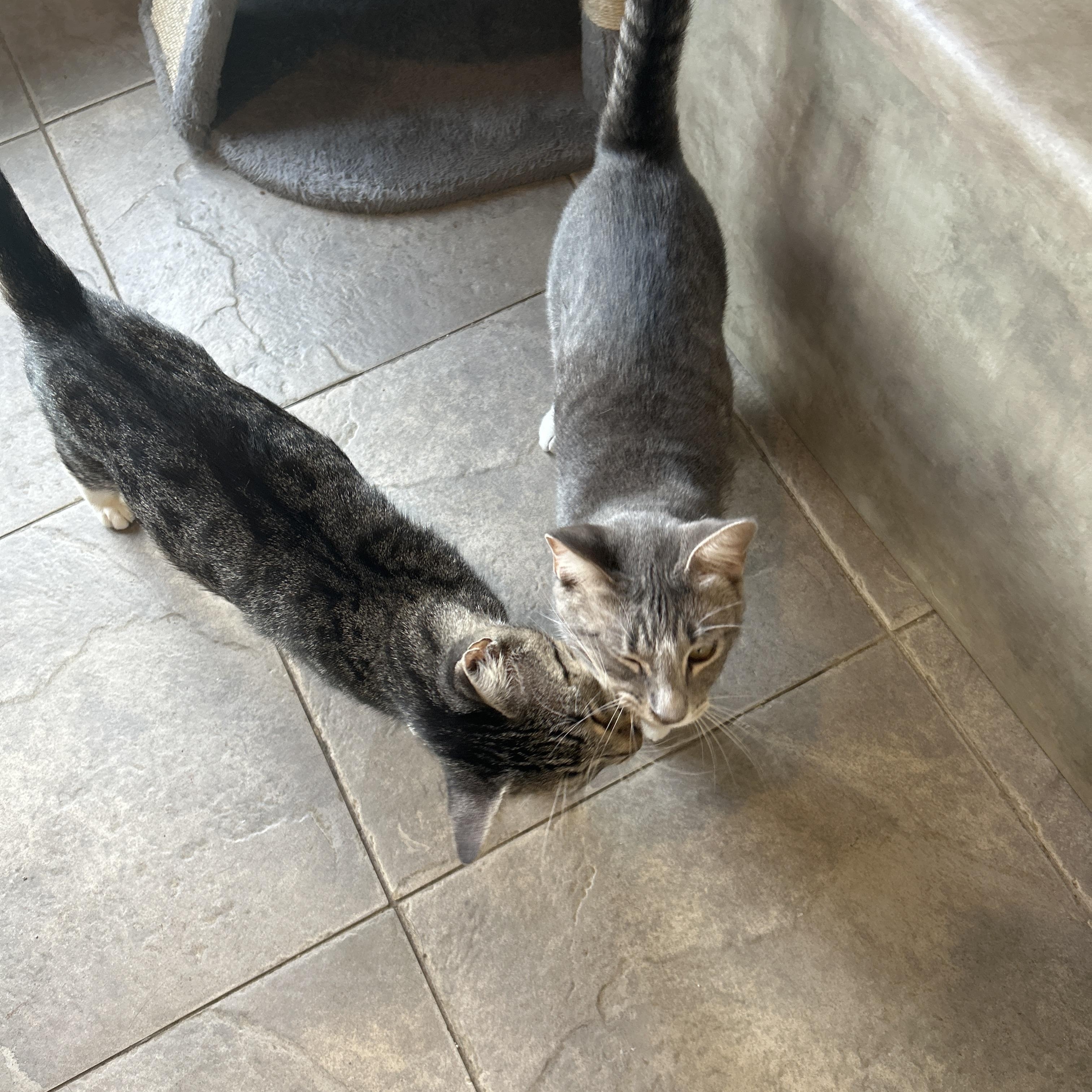 Enlarge Mocha, a Adopted American Shorthair in Seguin, TX image 4/6