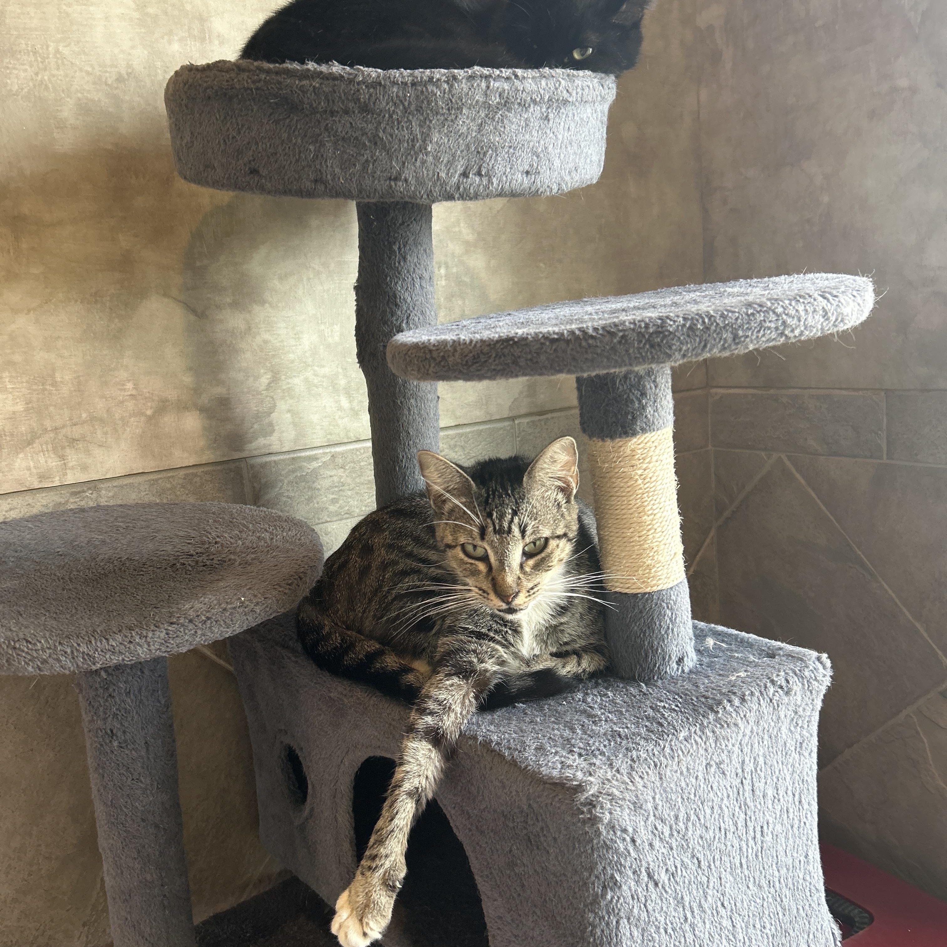 Enlarge Mocha, a Adopted American Shorthair in Seguin, TX image 3/6