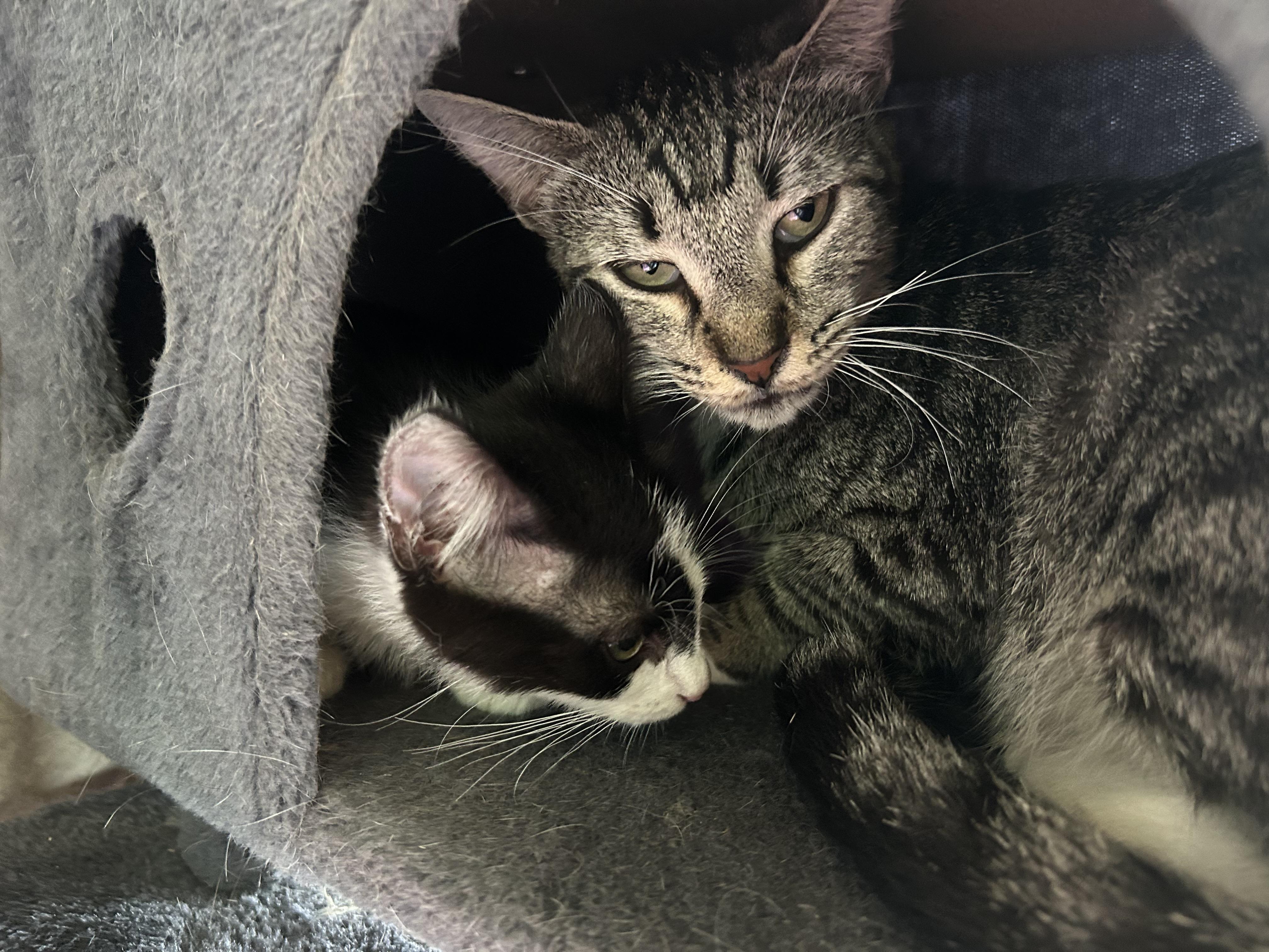 Enlarge Mocha, a Adopted American Shorthair in Seguin, TX image 5/6